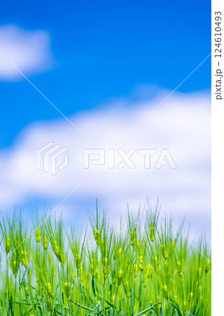 【新緑素材】青麦畑と青空【長野県】 124610493