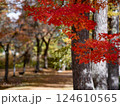 紅葉したもみじ 124610565