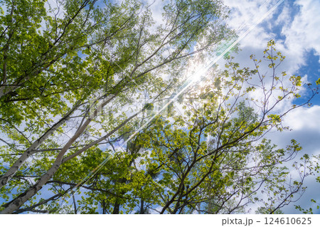 【新緑素材】初夏の乗鞍高原の新緑【長野県】 124610625