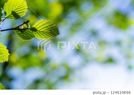 【初夏素材】新緑と青空【長野県】 【初夏素材】新緑と青空【長野県】 124610698