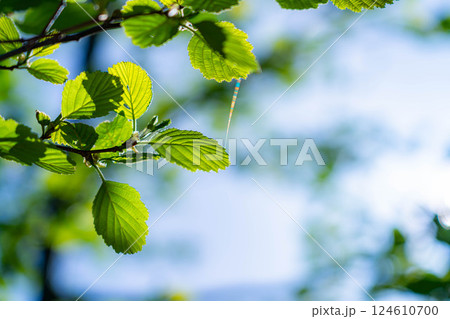 【初夏素材】新緑と青空【長野県】 124610700