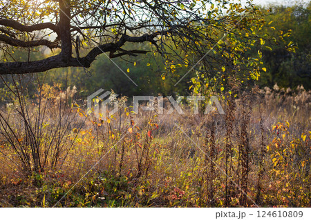 Autumnal landscape with a gnarled tree branches arching over golden grasses and wildflowers bathed in warm sunlight 124610809