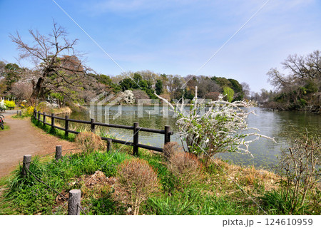 善福寺公園 真っ白に染まった雪柳 善福寺公園 真っ白に染まった雪柳 124610959