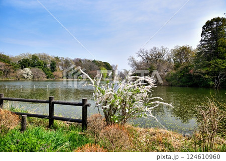善福寺公園 真っ白に染まった雪柳 善福寺公園 真っ白に染まった雪柳 124610960