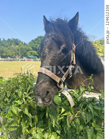 農耕馬 黒い馬 黒馬 124612108