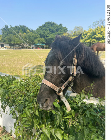 農耕馬 黒い馬 黒馬 124612109