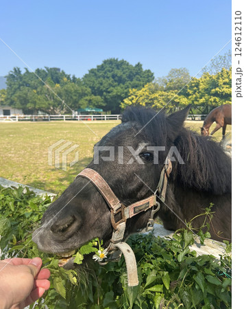 農耕馬 黒い馬 黒馬 124612110