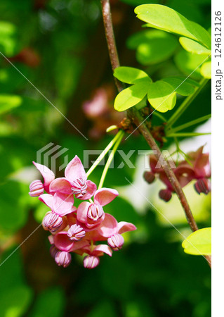 アケビ 雄花 アケビ 雄花 124612126