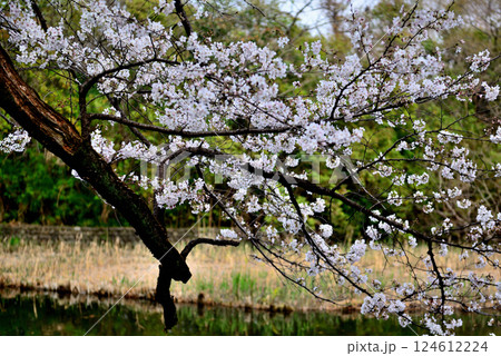 善福寺公園 さくらの風景 善福寺公園 さくらの風景 124612224