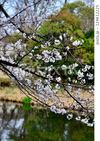善福寺公園　さくらの風景 124612225