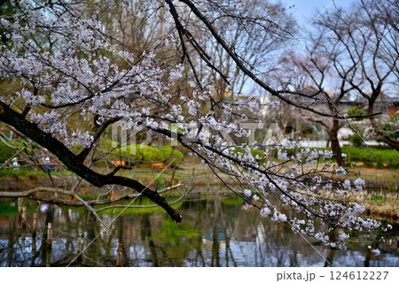 善福寺公園　さくらの風景 124612227