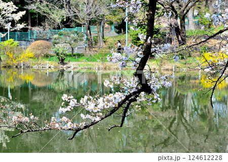 善福寺公園　さくらの風景 124612228