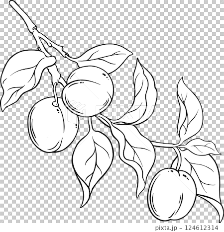Apricot Branch with Fruits and Leaves Outline Illustration. Apricot Branch with Fruits and Leaves Outline Illustration. 124612314