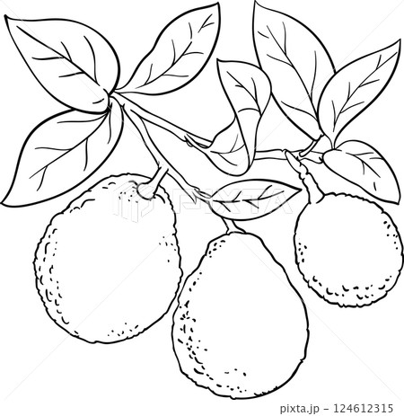 avocado branches vector isolated avocado branches vector isolated 124612315