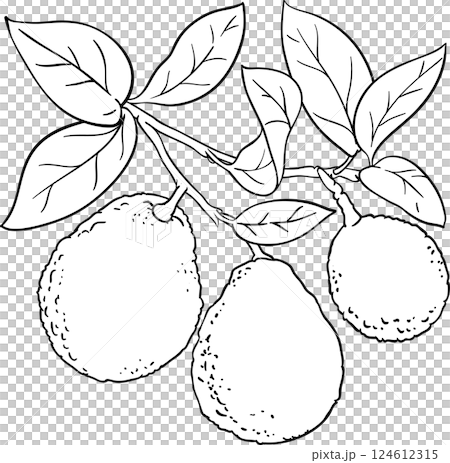 avocado branches vector isolated avocado branches vector isolated 124612315