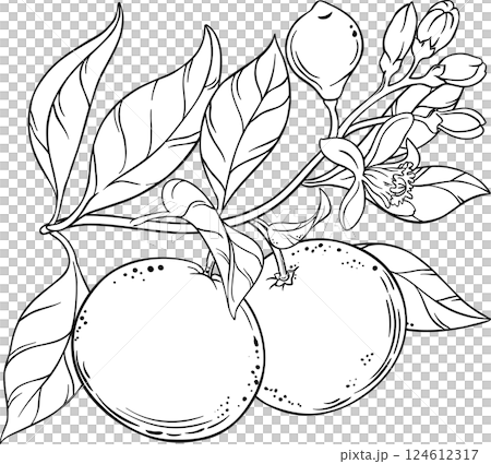 Grapefruit Branch with Flowers, Fruits and Leaves Outline Illustration. Essential oil ingredient. Organic natural food ingredient, vegetarian diet product.  124612317