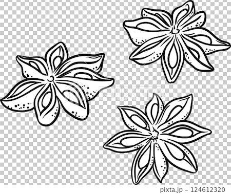 Anise Seeds Outline Illustration. 124612320