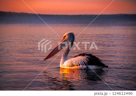 pelican at sunset pelican at sunset 124612490