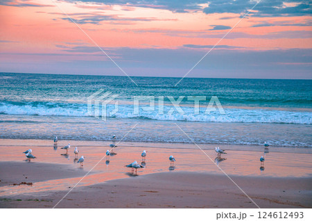 Seagulls on the beach during sunset 124612493