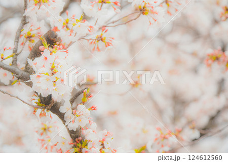 美しく咲いた満開の桜 美しく咲いた満開の桜 124612560