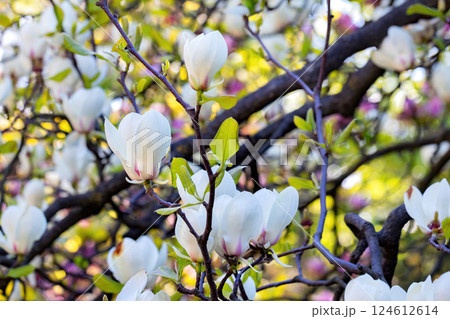 Blossoming magnolia tree enchants visitors in a vibrant spring garden Blossoming magnolia tree enchants visitors in a vibrant spring garden 124612614