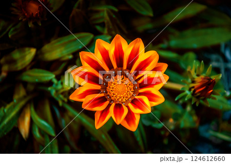 beautiful yellow gerbera flower in garden 124612660