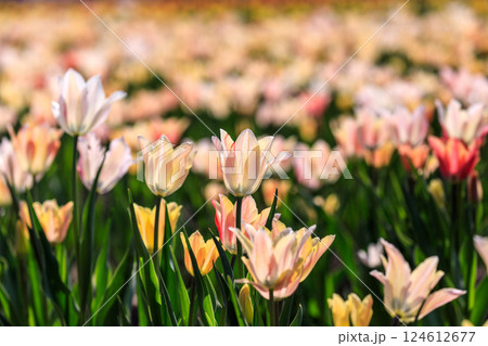 北海道湧別町、70万本のチューリップが咲き誇るかみゆうべつチューリップ公園【5月】 124612677