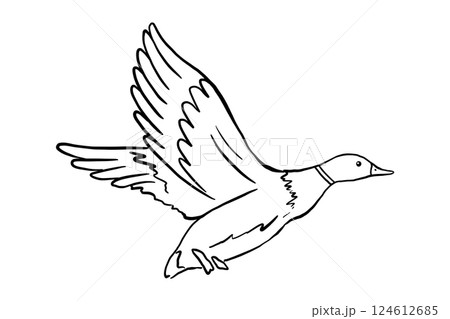 Outline flying duck. Vector line illustration pond bird isolated on white background. Duckling doodle 124612685