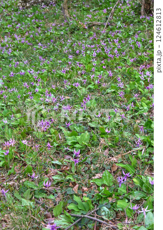 小串カタクリの里 小串カタクリの里 124612813