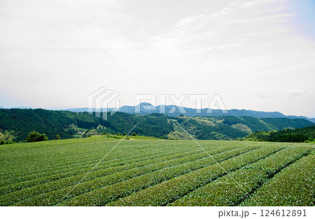 山と茶畑 福岡県八女市 山と茶畑 福岡県八女市 124612891
