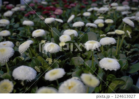 the first spring white and purple flowers. blooming Bellis perennis marguerite in pots in flower shop market close up the first spring white and purple flowers. blooming Bellis perennis marguerite in pots in flower shop market close up 124613027