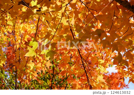 奈良県・生駒市・鹿ノ台中央公園・タイワンフウの紅葉23 奈良県・生駒市・鹿ノ台中央公園・タイワンフウの紅葉23 124613032