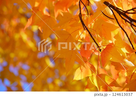 奈良県・生駒市・鹿ノ台中央公園・タイワンフウの紅葉14 124613037
