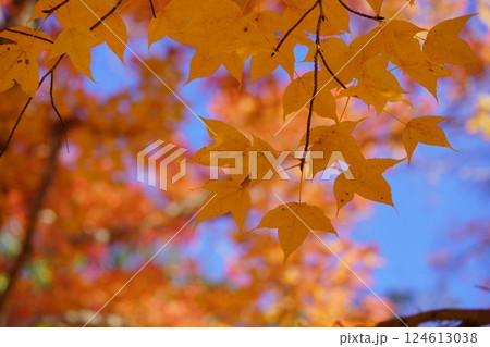 奈良県・生駒市・鹿ノ台中央公園・タイワンフウの紅葉12 奈良県・生駒市・鹿ノ台中央公園・タイワンフウの紅葉12 124613038