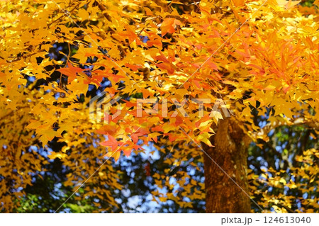 奈良県・生駒市・鹿ノ台中央公園・タイワンフウの紅葉6 124613040