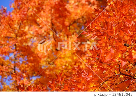 奈良県・生駒市・鹿ノ台中央公園・タイワンフウの紅葉1 124613043