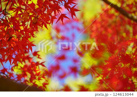 日本の秋イメージ・奈良19 日本の秋イメージ・奈良19 124613044