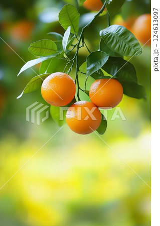 Tangerine orange tree branch with little fruit hanging against blurry green background. Bokeh effect 124613097