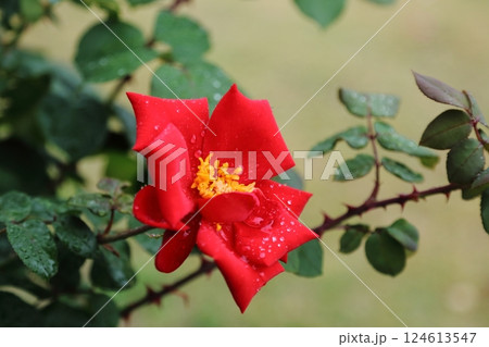 荒尾市　おもやい市民花壇　バラの花、 124613547