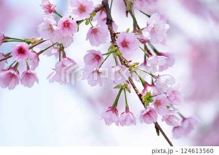 開花したばかりの桜 124613560