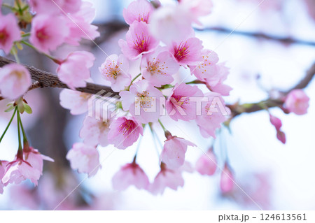 開花したばかりの桜 開花したばかりの桜 124613561