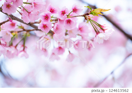開花したばかりの桜 124613562