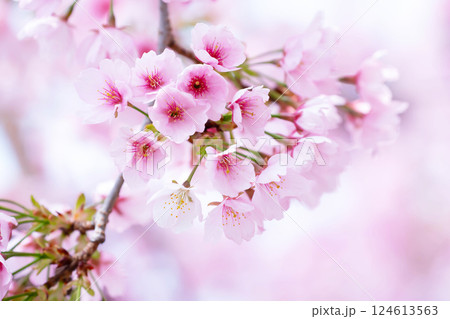 開花したばかりの桜 124613563