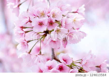 開花したばかりの桜 124613564