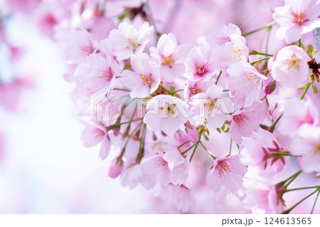 開花したばかりの桜 124613565