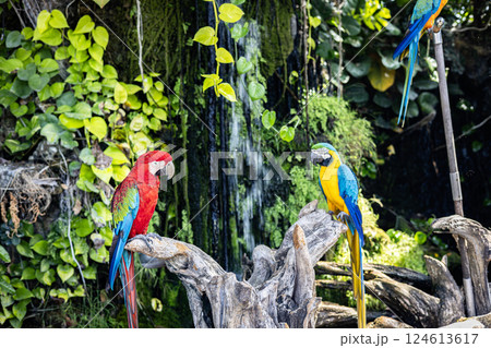 Colorful Couple Macaws Sitting On Branch Of Tree 124613617