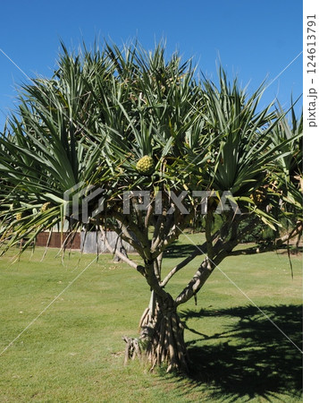 Point Cartwright 保護区のアダン オーストラリア クイーンズランド Point Cartwright 保護区のアダン オーストラリア クイーンズランド 124613791