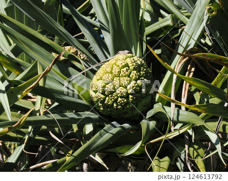 Point Cartwright 保護区のアダン オーストラリア クイーンズランド Point Cartwright 保護区のアダン オーストラリア クイーンズランド 124613792