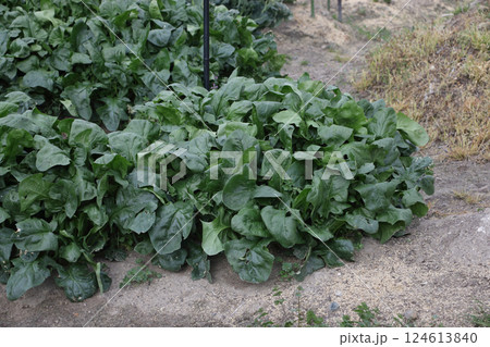 暖かさで急におおきくなったホウレンソウ 124613840