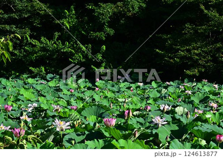 群生する蓮の花 群生する蓮の花 124613877